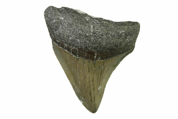 Serrated, Juvenile Megalodon Tooth - North Carolina #338535